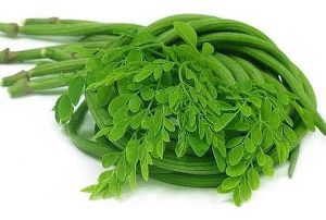 Green Fresh Moringa Leaves