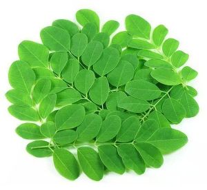 Organic Fresh Moringa Leaves