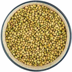 Double Parrot Coriander Seed