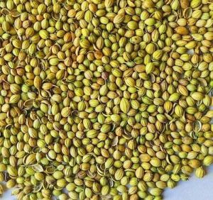 Good Green Scooter Coriander Seed