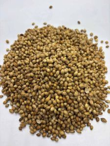 IPM Coriander Seed