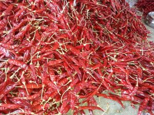 s4 sannam guntur dry red chilli