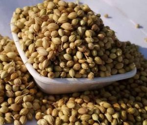 Scooter Coriander Seed