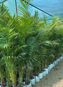 Arica Palm Tree
