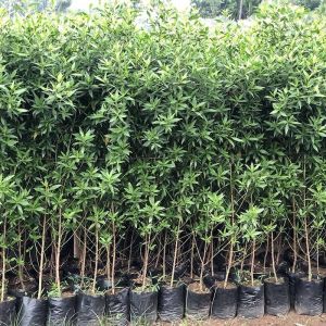 Conocarpus Plant