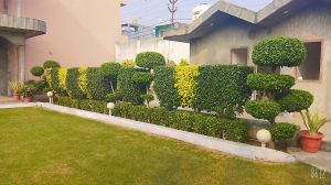 Garden Development Service