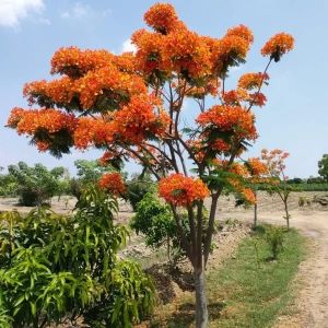 Gulmohar Tree