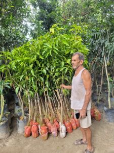 Hybrid Mango Plant