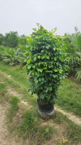 Red Machira Plant