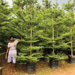 Terminalia Tree