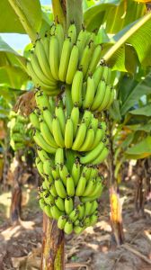Premium A Grade Cavendish G9 Banana