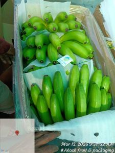 Premium A Grade Cavendish G9 Banana