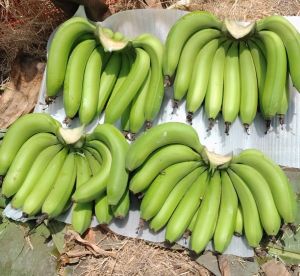 Premium A Grade Cavendish G9 Banana