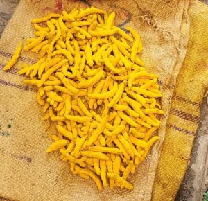 Salem Dried Turmeric Finger