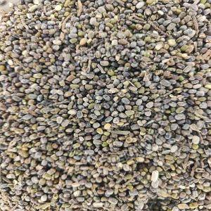 Damaged Moong Seeds