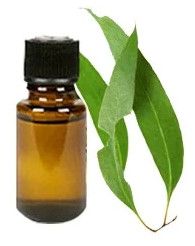 Eucalyptus Oil