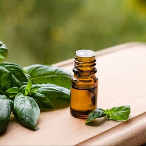Wild Basil Oil