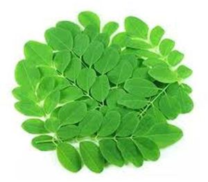 Fresh Moringa Leaves