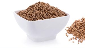 Dried Coriander Seeds