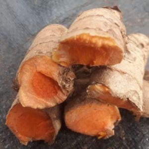 Fresh Kandhamal Turmeric
