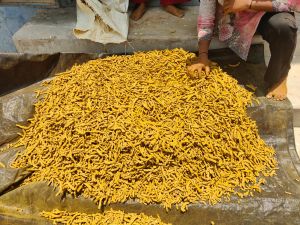 Polished Turmeric Finger