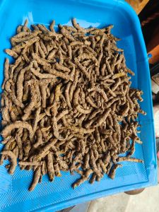 Unpolished Turmeric Finger