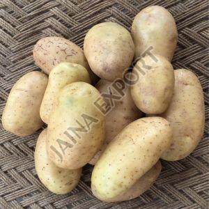 Fresh Kufri Potato