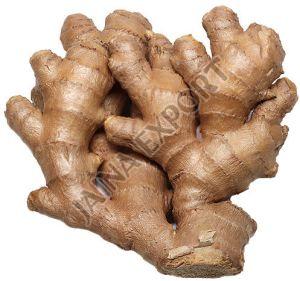 Fresh Natural Ginger