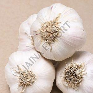 Fresh White Garlic
