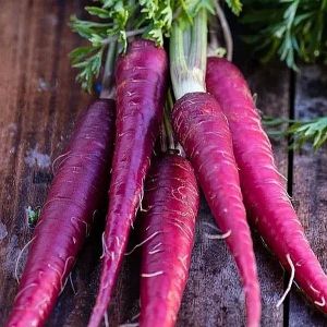 Fresh Carrot