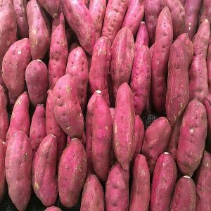 Fresh Purple Sweet Potato