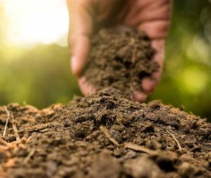 Aged Cow Dung Compost Manure