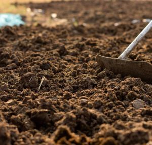 Farm Fresh Cow Dung Manure