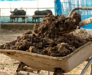Natural Organic Plant Fertilizer