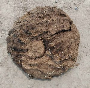 Organic Cow Dung Cakes for Havan