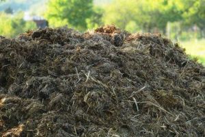 Organic Garden Cow Dung Manure