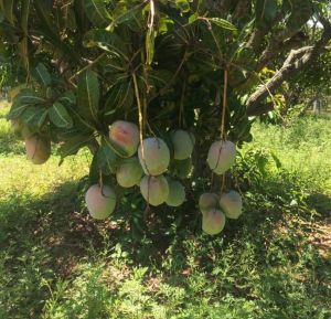Fresh Sindura Mango