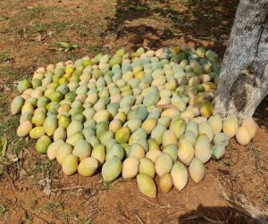Fresh Totapuri Mango