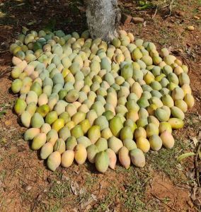 Fresh Totapuri Mango