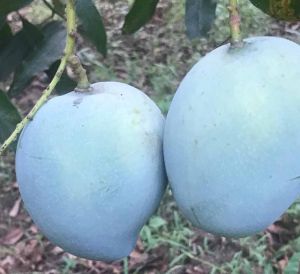 Freshh Neelam Mango