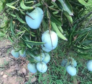 Freshh Neelam Mango