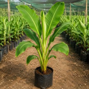 Banana Plant