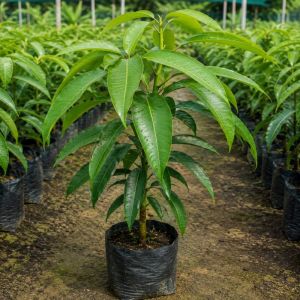 Kesar Mango Plant