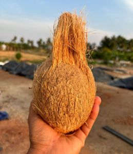 Semi Husk Coconut