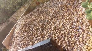 Natural Pebble Stone