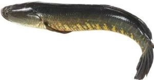 Fresh Murrel Fish