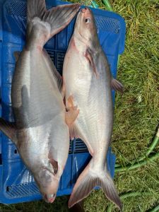 Pangasius Fish
