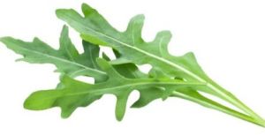 Fresh Arugula Leaves