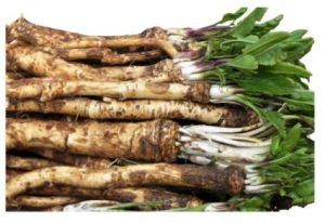 Fresh Horseradish