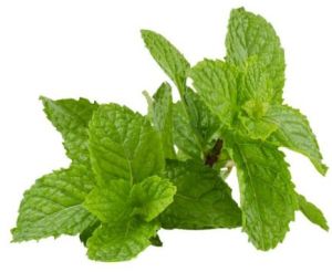 Fresh Mint Leaves